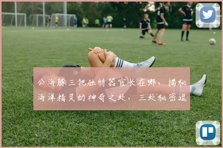 公海豚三把独特器官长在哪，揭秘海洋精灵的神奇之处，三处秘密逗你探寻